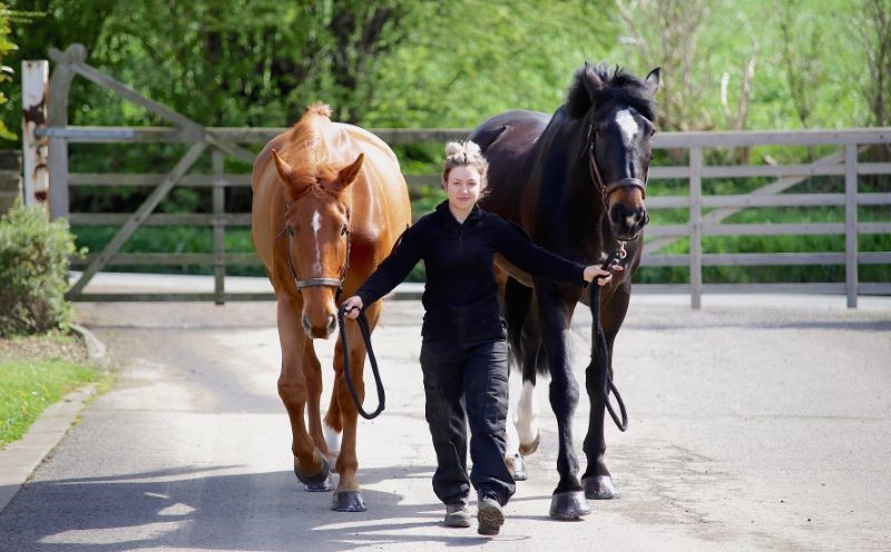 Other image for Police horses canter back home